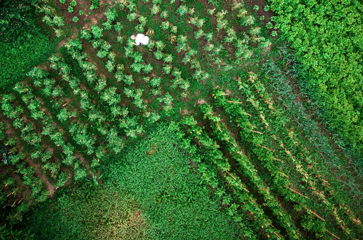 Aerial View of crops