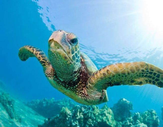 Sea turtle swimming above the ocean floor.
