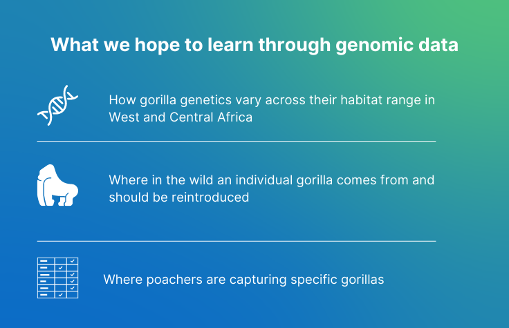 What we hope to learn through genomic data DADA How gorilla genetics vary across their habitat range in West and Central Africa Where in the wild an individual gorilla comes from and should be reintroduced Where poachers are capturing specific gorillas