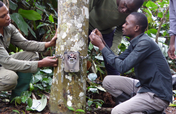 Magdalena’s team monitors and studies about 800 western lowland gorillas using over 60 high-resolution camera “traps.” Each gorilla group of five to 30 individuals will spend about two to three hours in front of the camera—the juveniles and infants touching, smelling, and playing in front of it, and the adults mining for tree roots, which they eat.