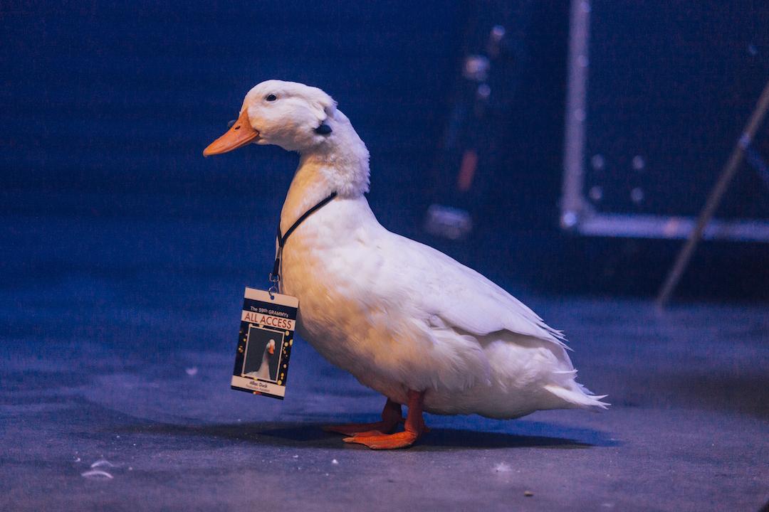 Aflac: The Aflac Duck