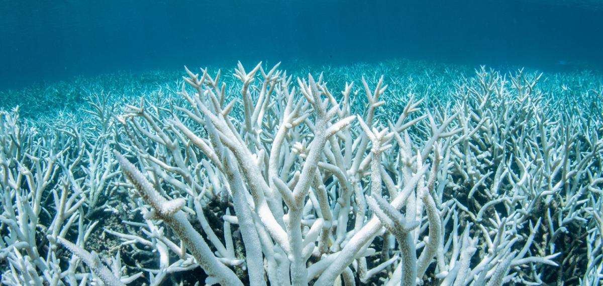 underwater bleached coral