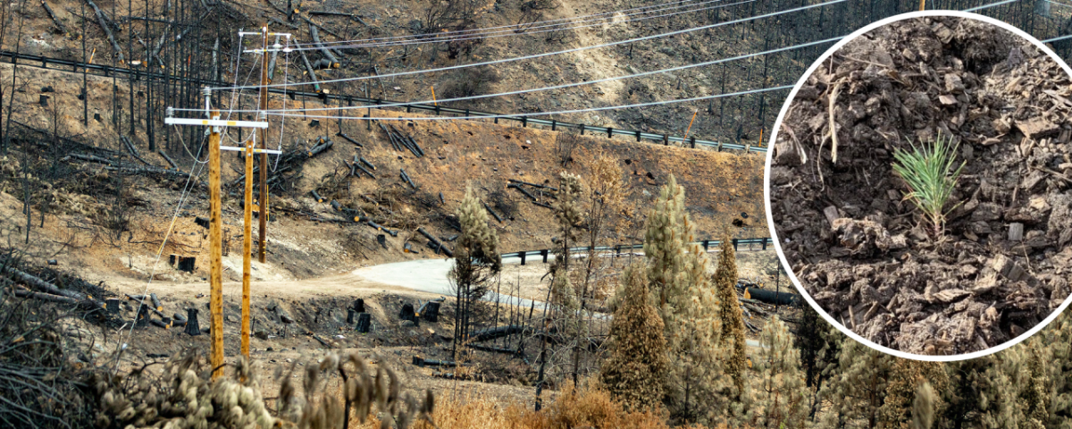 panoramic view of landscape after a forest fire, zoomed in to a single sprouting tree