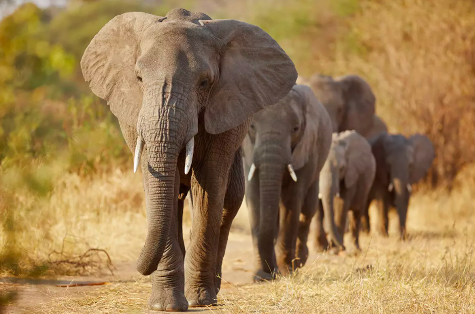 six elephants walking in a line