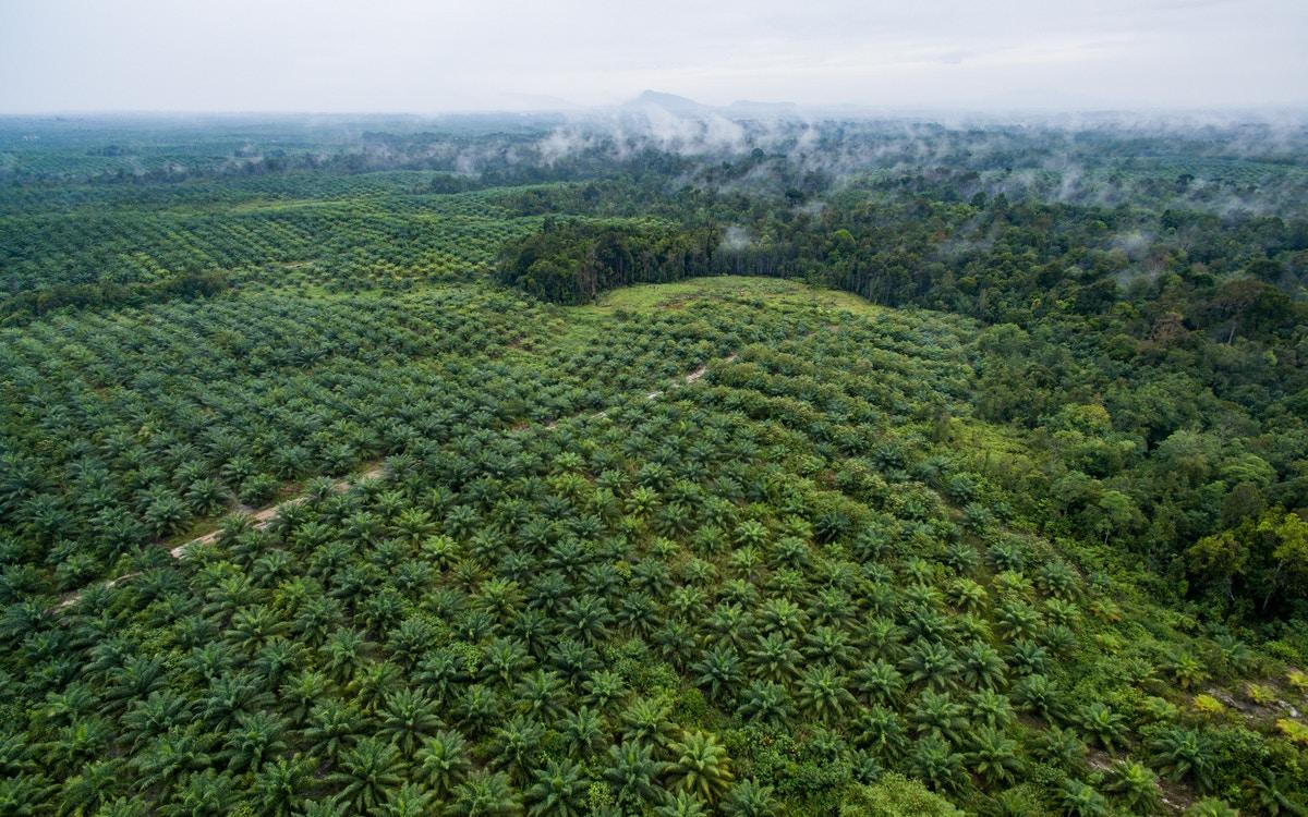 aerial view of oil palm plantation
