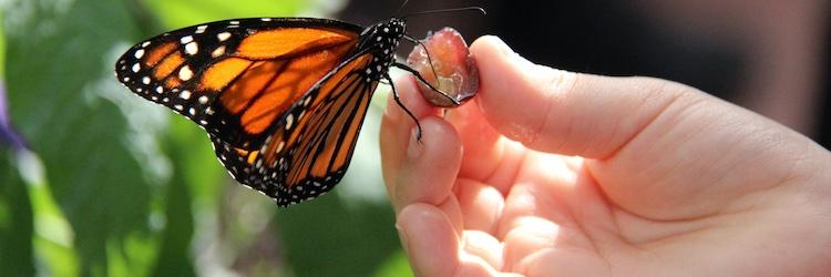 Hand holding a butterfly.