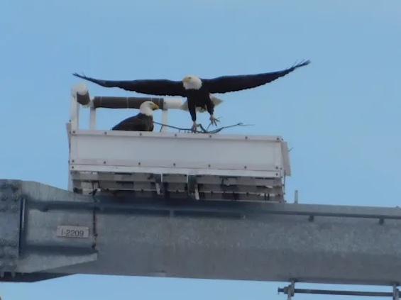 Bald Eagle’s Nesting – Roseland to Pleasant Valley Transmission Tower