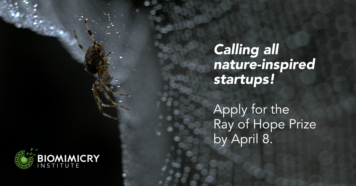 "Calling all nature-inspired startups! Apply for the Ray of Hope Prize by April 8th" with Biomimicry logo over an image of a spider web