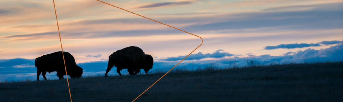 Buffalo silhouettes in a field