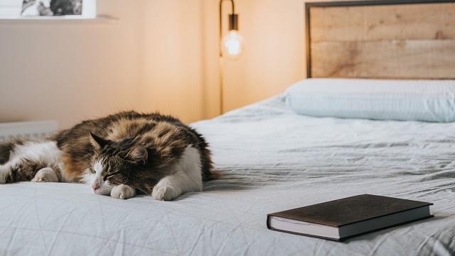 a cat napping on a bad, a book beside them