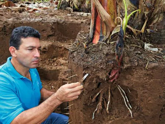 person examining banana roots