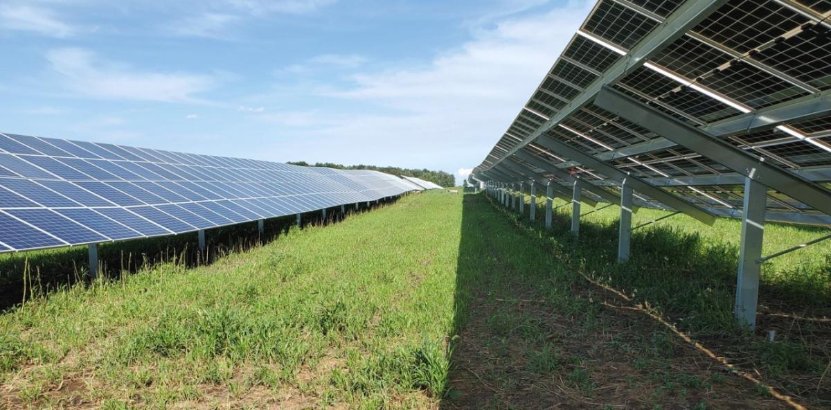 solar arrays surrounded by grazed plants