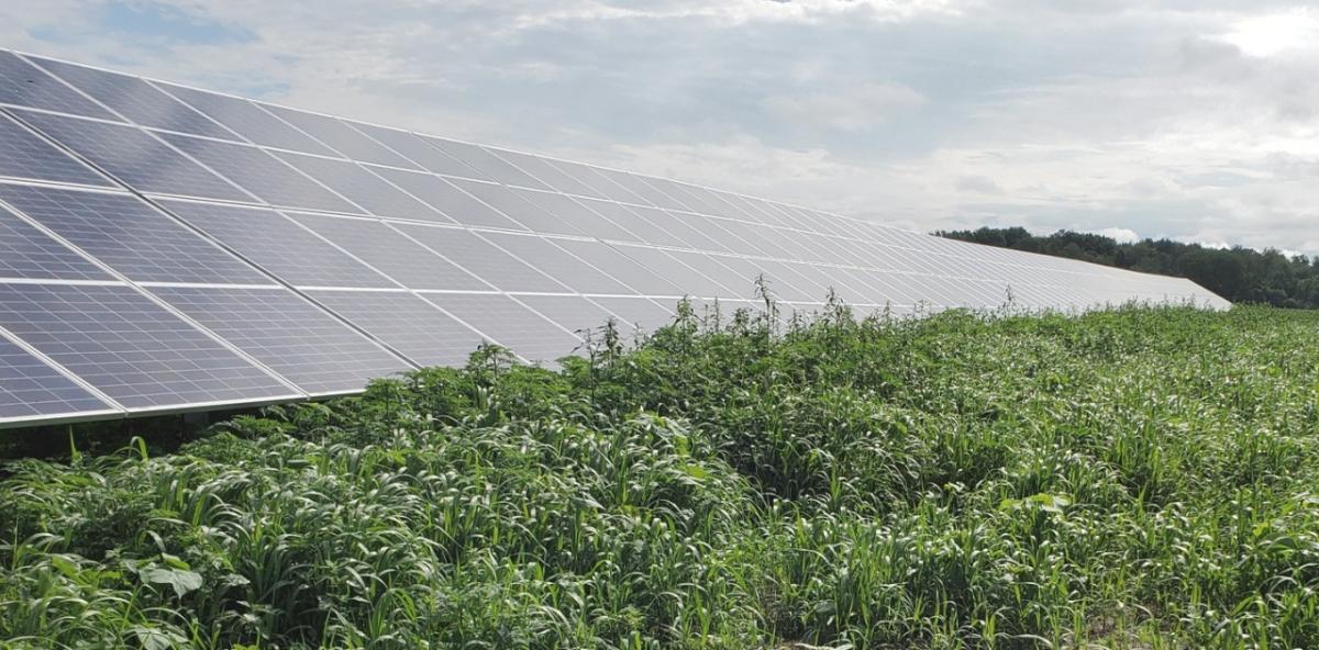 weeds and invasive plant species threatening to take over a solar array