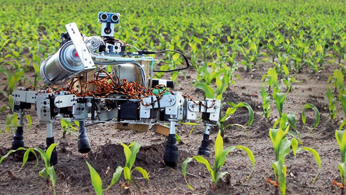 a multi-legged robot stands in a field of young corn plants